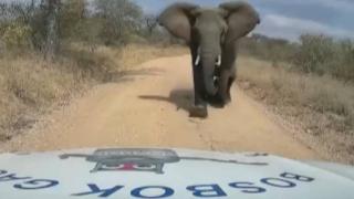 Öfkeli fil arabayı parçaladı