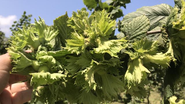 Soğuğa dayanıklı yeni bir fındık çeşidi üretilecek