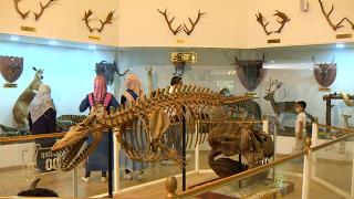 Gaziantep Zooloji ve Doğa Müzesi'nde milyonlarca yıllık fosiller sergileniyor