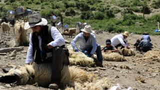 Yüksekova'da besicilerin koyun kırpma mesaisi başladı