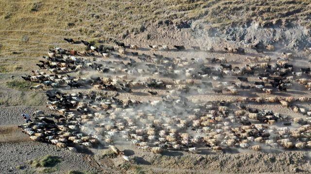 Bitliste küçükbaş hayvan sürülerinin Nemrut Dağına yolculuğu başladı