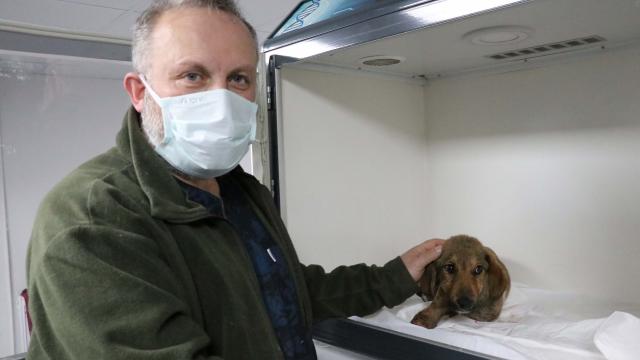 Zonguldakta ormanda bacakları kırılmış halde bulunan köpeğin tedavisi sürüyor