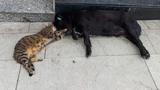 Birlikte uyuyan kedi ve köpeğin dostluğu görenleri şaşırtıyor