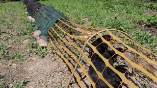 Sebzelerini "tavuk tüneli" ile koruyor