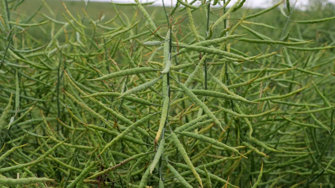 "15 bin ton olan üretimimizi artırmak istiyoruz"