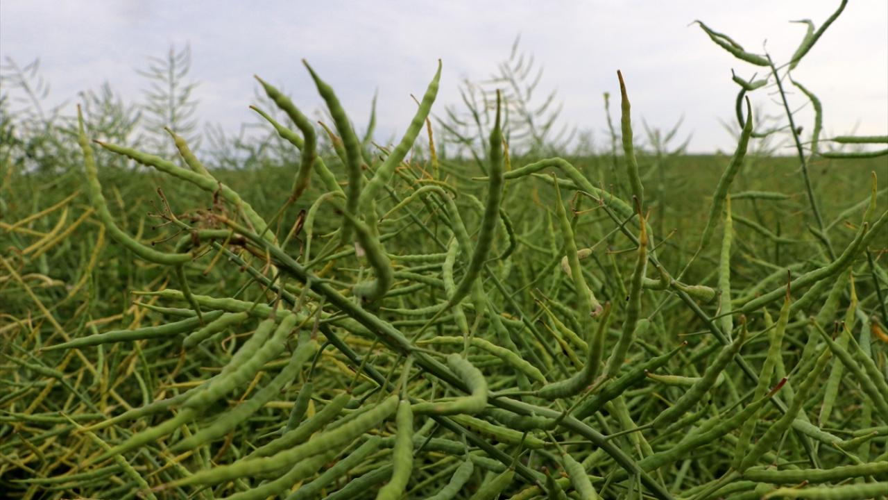 Kanola dekar başına daha fazla yağ veriyor