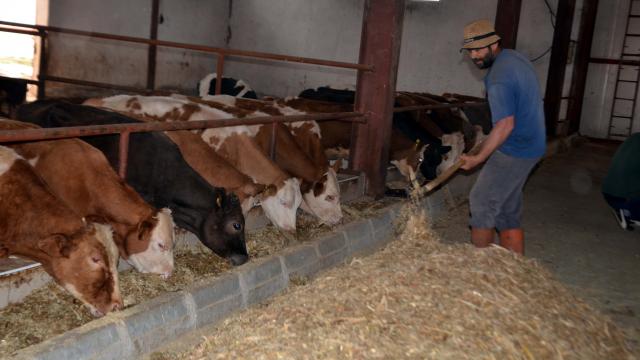 Muşlu girişimci devlet desteğiyle kurduğu çiftlikte günde 350 litre süt üretiyor
