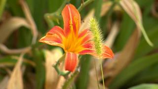 Çukurova Üniversitesinin botanik bahçesi
