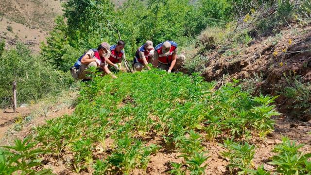 Elazığda meyve ağaçlarının arasına ekilmiş 6 bin 150 kök Hint keneviri ele geçirildi
