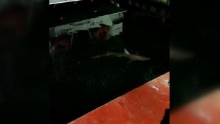 Haliç'te köpek balığı görüldü