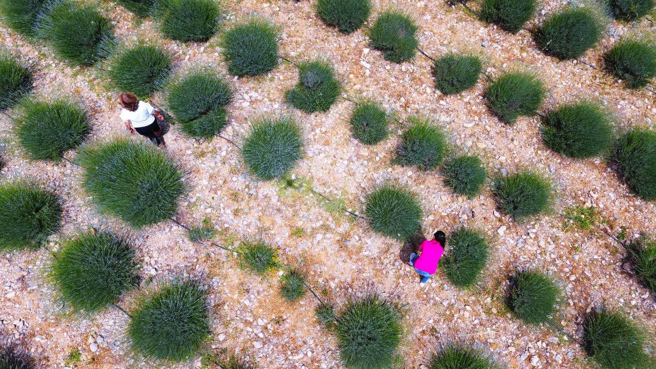 Muğla'da evlerin duvarları lavanta figürleriyle süslenen mahalle, misafirlerini bekliyor