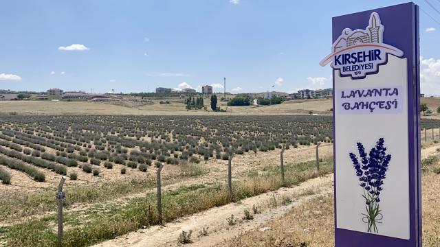 Kırşehirde ekilen lavantalarda ikinci hasat temmuzda