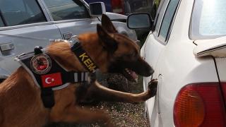 Zehir tacirlerinin korkulu rüyası, ekiplerin en büyük yardımcısı