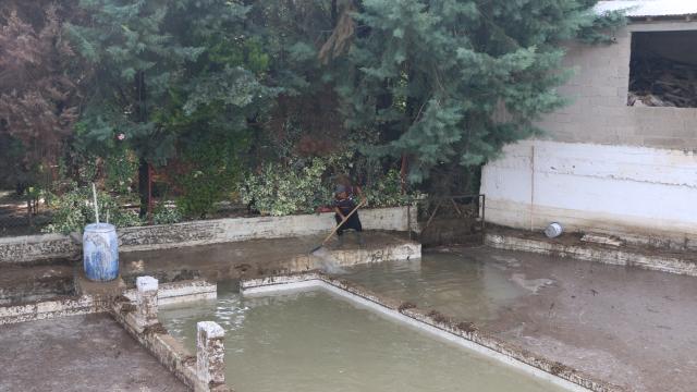 Adanada sağanak nedeniyle zarar gören tarım alanlarında hasar tespiti yapılıyor