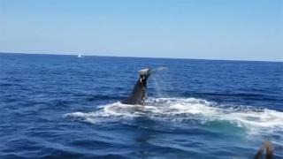 ABD'li dalgıç balinanın midesine gitmekten son anda kurtuldu