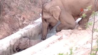 Kanala düşen yavru filin yardımına yetişkin fil koştu