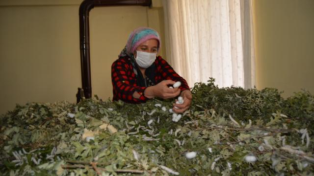Gaziantepli ev hanımı devlet desteğiyle ipek böceği yetiştiricisi oldu