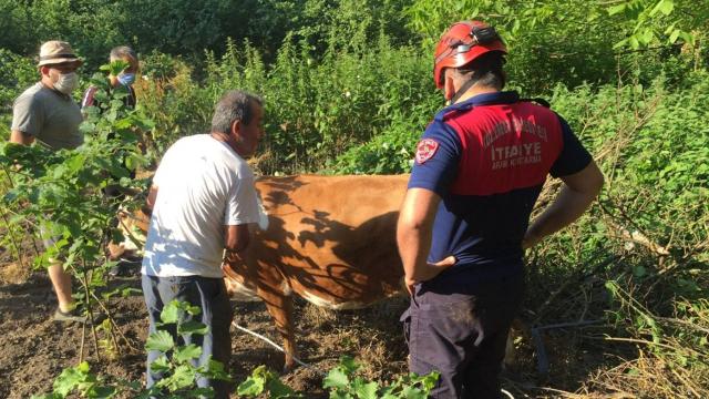 Zonguldakta uçuruma yuvarlanan inek vinç yardımıyla kurtarıldı