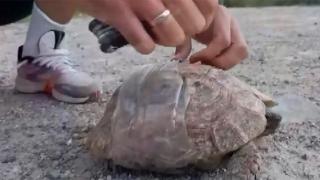 Plastik şişe içine sıkışan kaplumbağa kurtarıldı