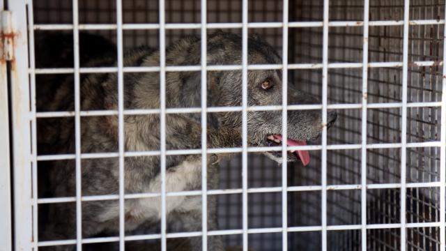 ABDde 100den fazla ülkeden köpek ithalatı yasaklandı