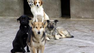 Köpek saldırılarından korunmak için nasıl davranılmalı?