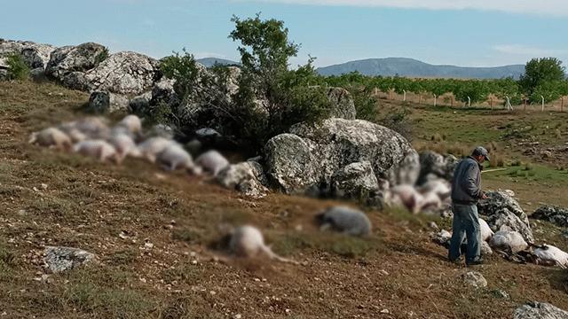 Yıldırım isabet eden 23 koyun telef oldu