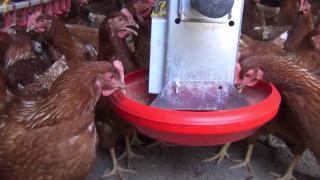 Okulun bahçesinde tavuk kümesi kuruldu