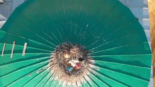 Karga ve leylek vefasını böyle gösteriyor