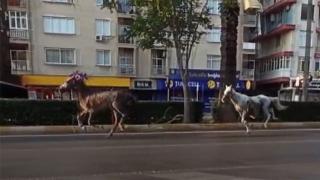 Mersin'de başıboş atlar caddeye çıktı