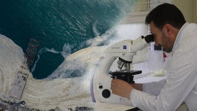 Müsilajda mikroalg florası tespiti