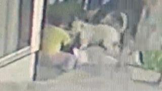 İstanbul'da pitbull dehşeti