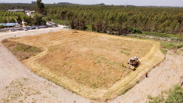 Mersinde hasadı yapılan yerli Kunduru buğdayı un yapılarak vatandaşlara dağıtılacak