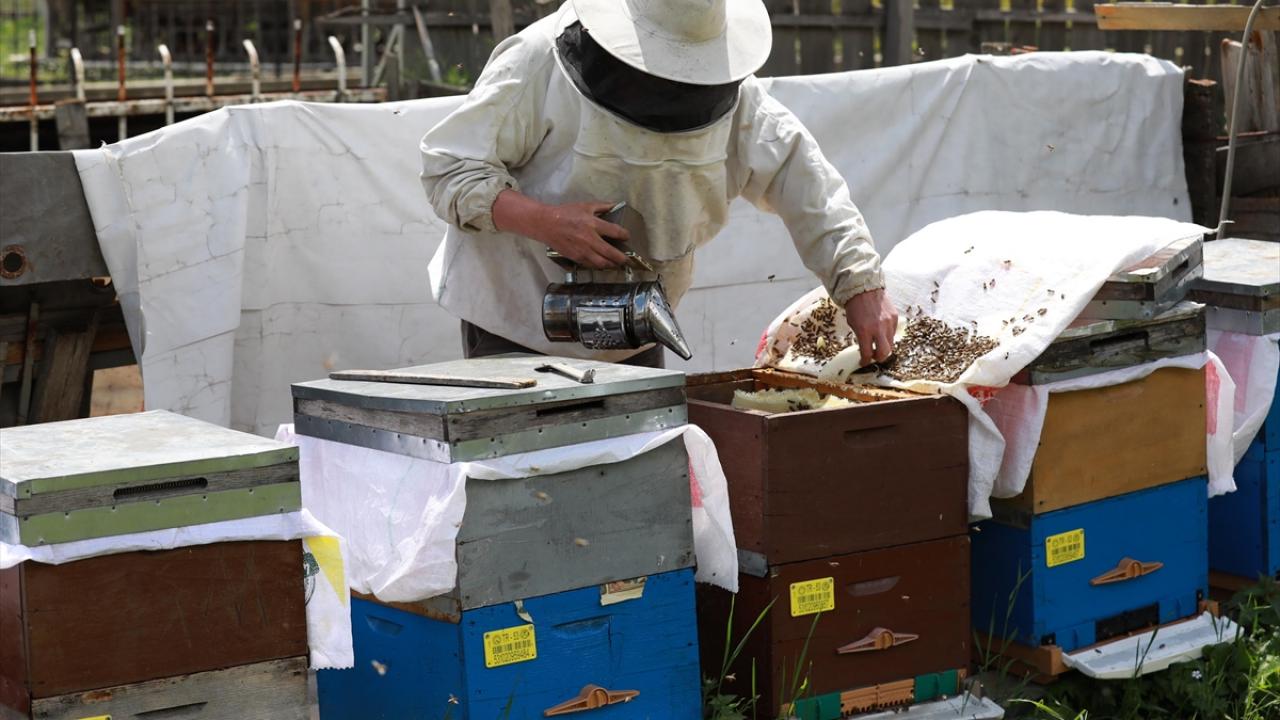 Anzer balı için 500 kişi şimdiden sipariş verdi
