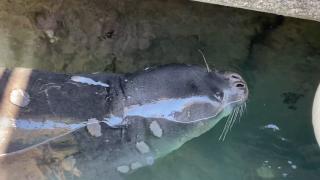 Akdeniz foku Kaş’ta görüldü