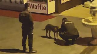 Bekçi eliyle köpeğe su içirdi