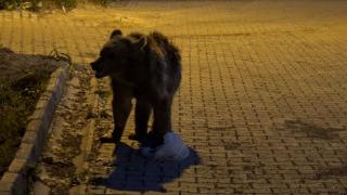 Yavru bozayının şehir turu