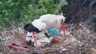 Yaren leyleğin yavrularını doludan koruduğu anlar kamerada