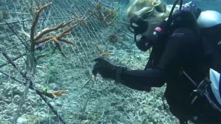 Müsilaja karşı "yapay resif" formülü