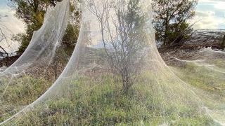 Dev örümcek ağları Avusturalya’da sel bölgesini kapladı