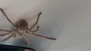 Avustralya'da uçakta "örümcek" paniği