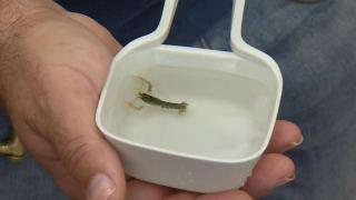 Halden alınan ıstakozdan yavru elde ettiler