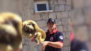 Büyükşehir itfaiyesi yılan timi: 3 metrelik yılan yakaladı