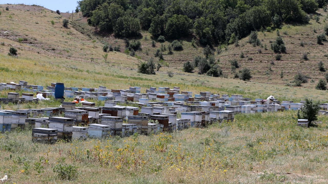 "2 bin 700 kilo bal hasadı bekliyoruz"