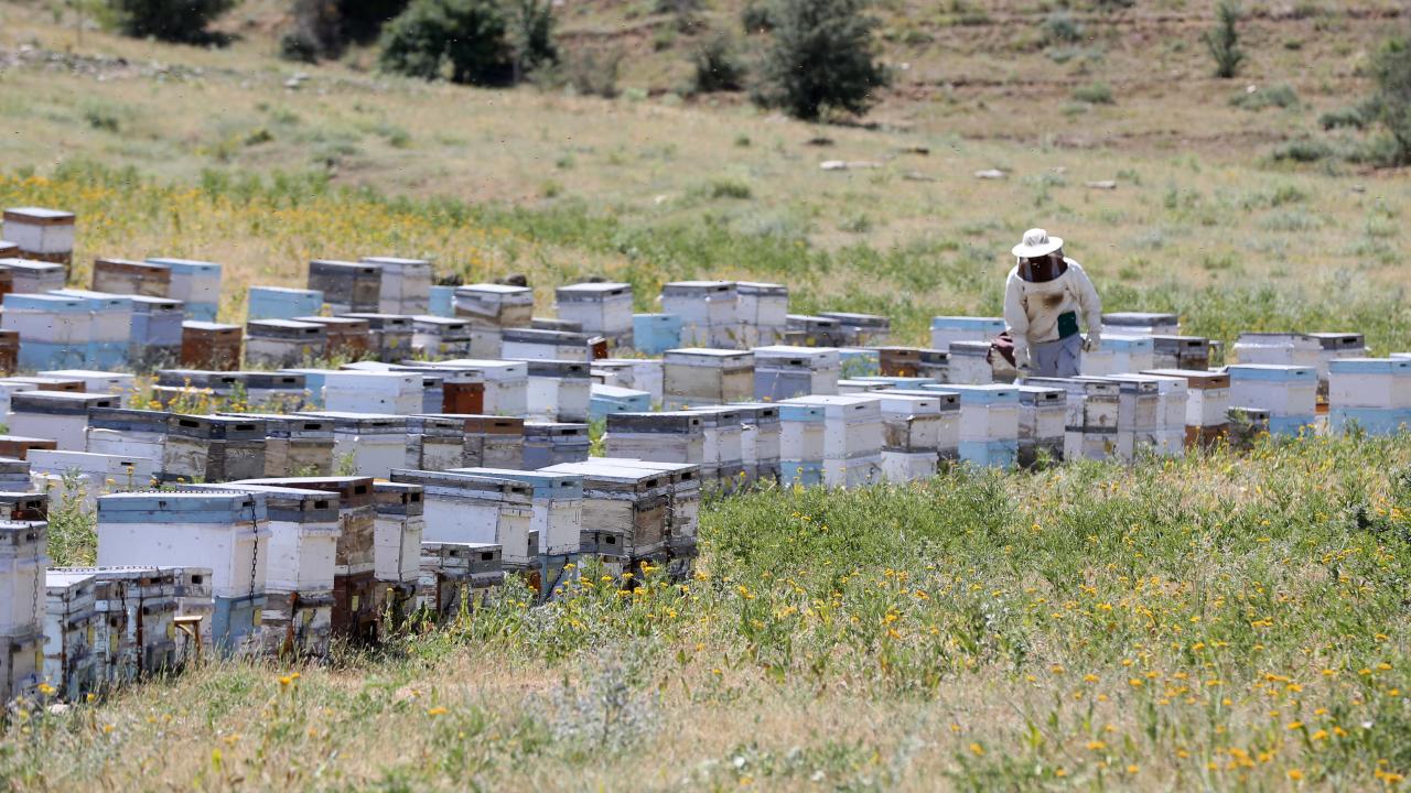 Bölgede zirai ilaç kullanımının az olması nedeniyle doğal yetişen bitkilerin balın kalitesini artırdığını dile getiren Aydın, şöyle konuştu: