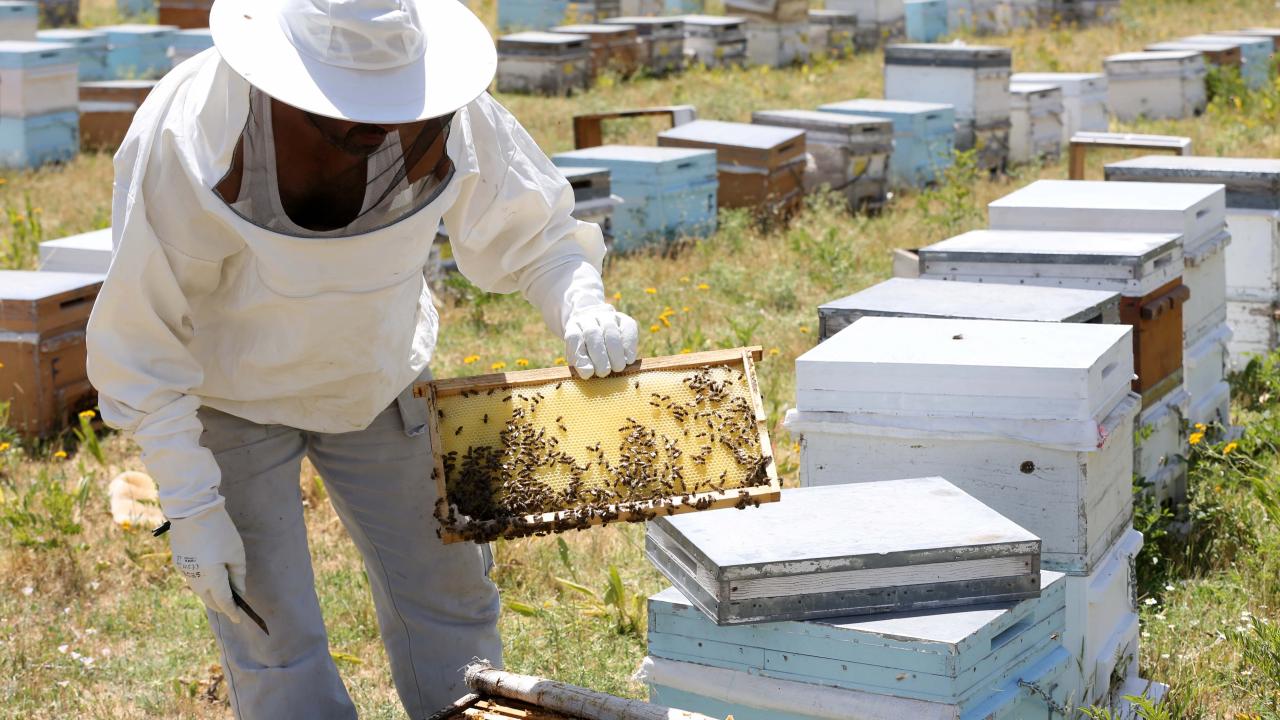 "Arıcılar terörden çok çekti"