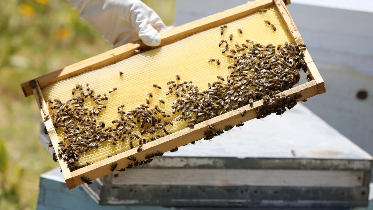 Muş Ovası`nda arıları güçlendirip yaylalara çıkardıklarını anlatan Medeni, şunları kaydetti: