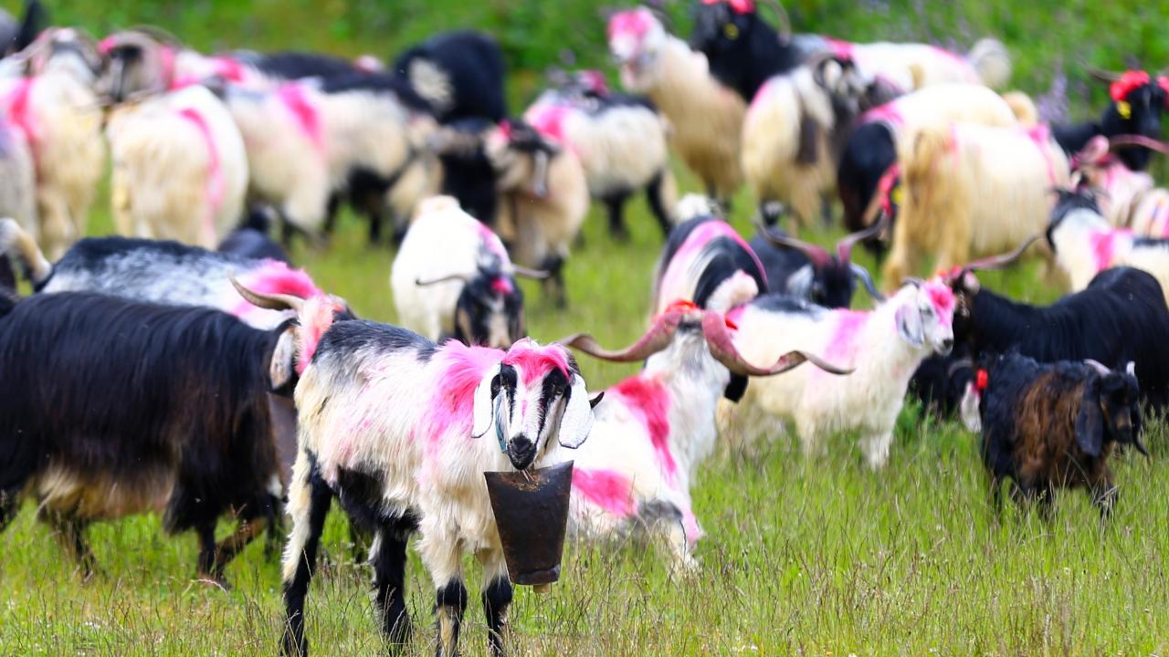 "114 yıldır bu geleneğe devam ediyoruz"