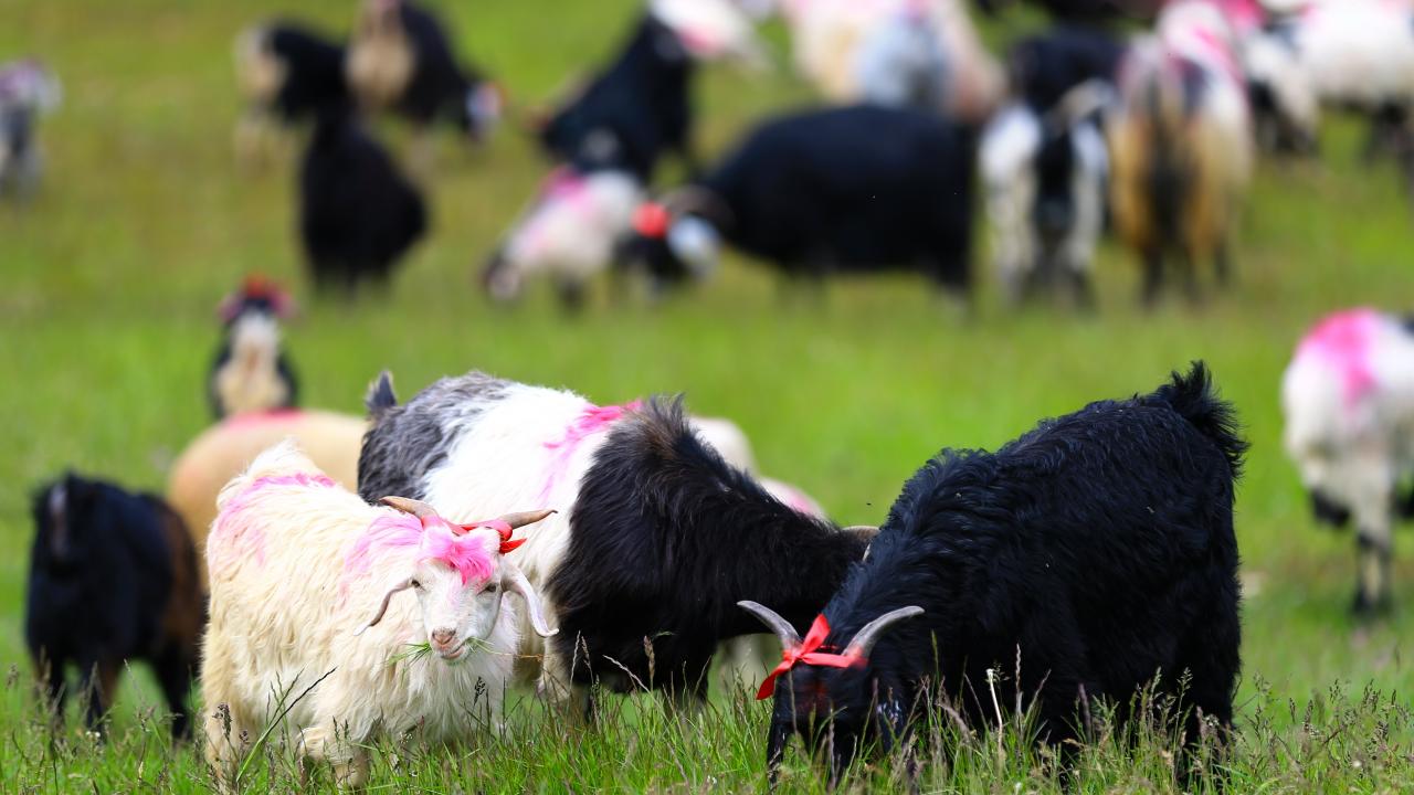 "Göçü yöresel kıyafetlerimizle karşılıyoruz"