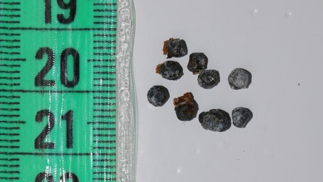 Yüzgecinden ve başından 65 saçma çıkarılan caretta caretta "Damla" tedavi ediliyor