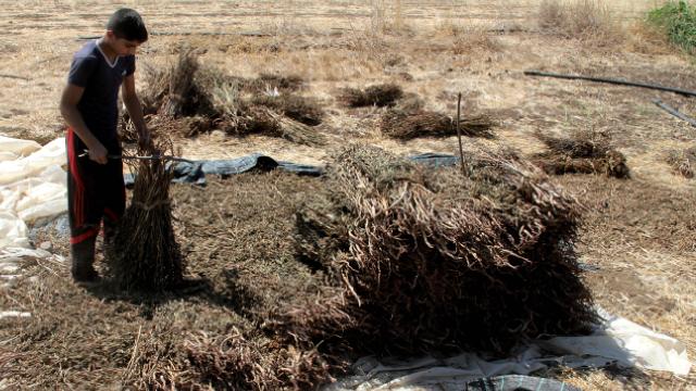 Gazzede tarım ihracatına engelin zararı 16 milyon dolar